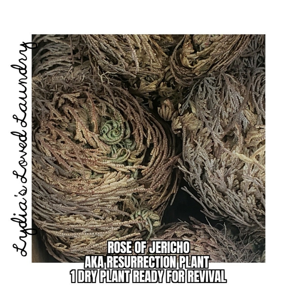 Rose Of Jericho